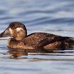 Surf Scoter